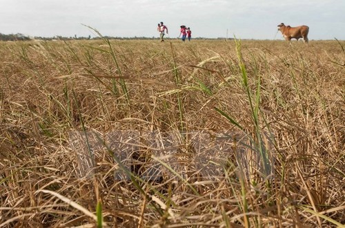 Crop restructuring to save water  - ảnh 1